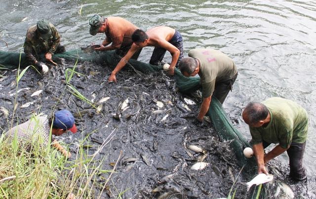  【生态】林鸡鸭猪鱼五位一体立体生态高效养殖（实用）