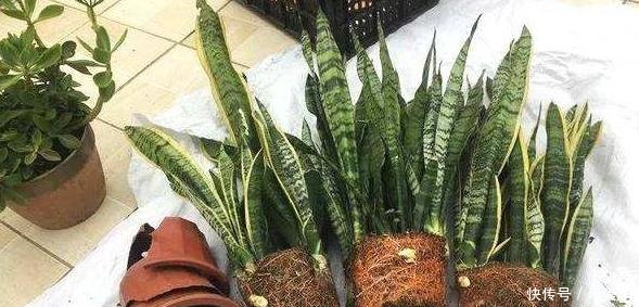 『犯错』虎皮兰“浇水”别犯错，咋养咋活，一盆变成十几盆，叶肥厚窜芽快