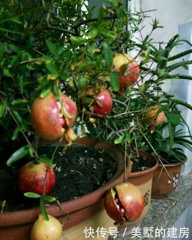 花大果■石榴盆栽怎么养?做到“2点”,花大果多,花美果子甜