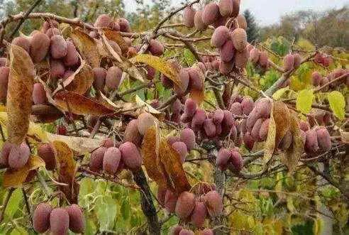 比牛肉还贵的果树！少抽1包烟，院子也要种2棵，明年拉机拉不完