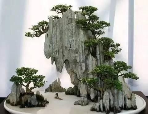  『树木盆景』盆景这么搭配才漂亮，一景、二盆、三架完美组合