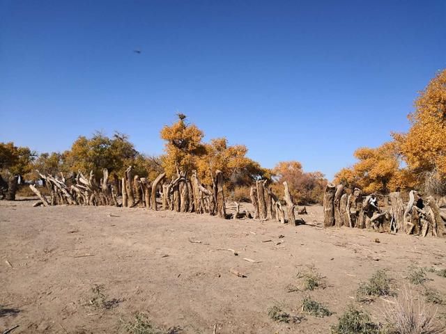 世界上唯一存在的沙漠胡杨林景区，内蒙古额济纳弱水胡杨风景如画