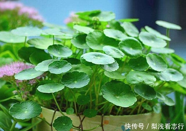 适合@4种人不适合养花,家里的盆栽绿植很快就死,白花钱!