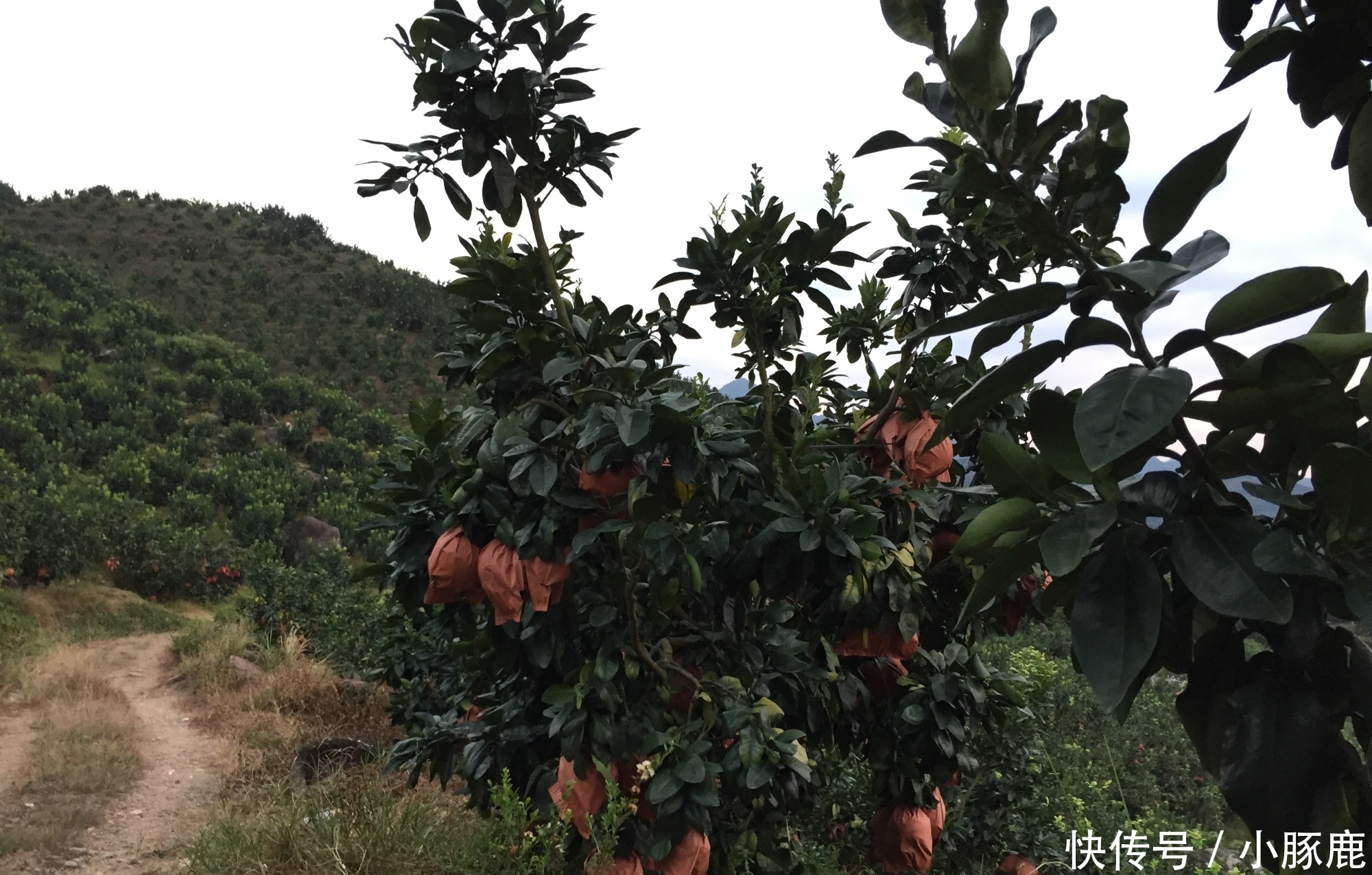 老表：9毛一斤自己摘，能卖出去就很高兴，农民：不敢奢求太多