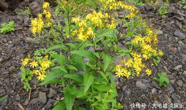 这种野草在农村很常见，耐旱耐湿适应性强，全株可入药价值高