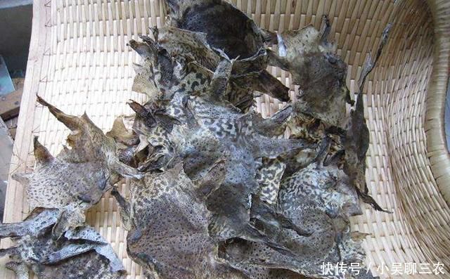  「脱下」农村蟾蜍会脱下一层蟾衣，据说比黄金还贵，为何在野外