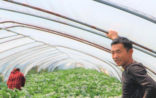  种植西葫芦@农民种植一种蔬菜，亩产量10000斤，4亩收入40000元