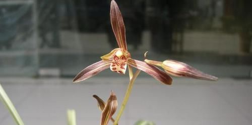  #兰花家族中#这款兰花，花型俏丽，姿态优雅，便宜还好养，是家居盆栽的首选！