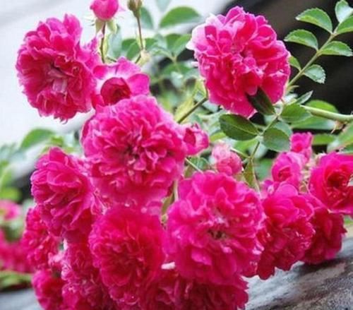  [木香花]最有仙气的5种花，迷人的花朵，开满整个花盆，快养起来吧！