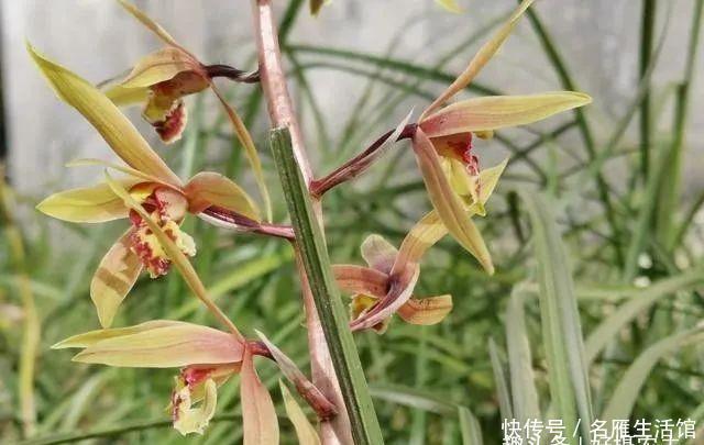  「顺利」下山兰当年不能开花？跟着我操作，保证可以顺利开花