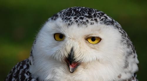 形象■最近《庆余年》动物版海报火了起来,都说这些动物与剧中角色神似