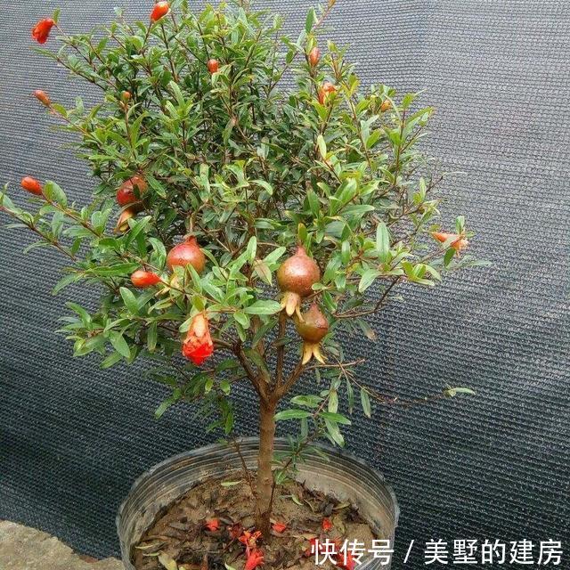  花大果■石榴盆栽怎么养？做到“2点”，花大果多，花美果子甜