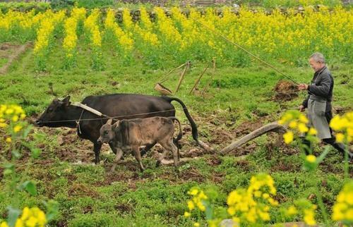 俗语：“不怕冬月三一阴，就怕大寒满天星”，这句话什么意思？