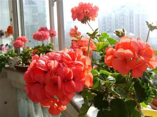  养花：客厅养花就选这几款，花期长花色艳，年后枝头爬满崽，美爆了