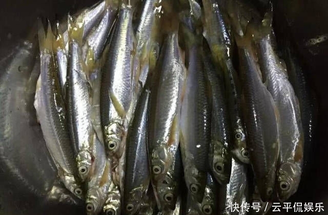  不折不扣：垂钓长江边，不折不扣的当了回“白条杀手”