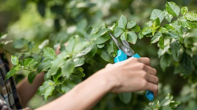  「旺盛」春季绿植管理方法和种植很关键，做好3个方面让绿植旺盛生长