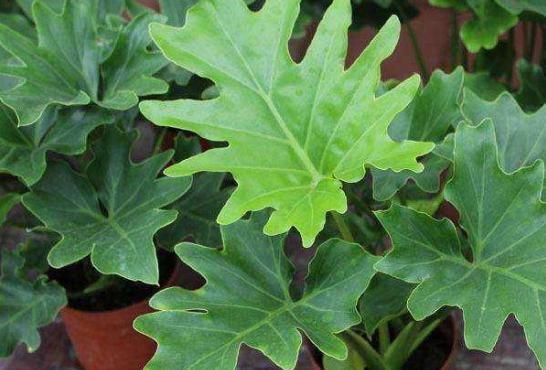  【轻松】植物叶片脏怎么办？教你三个小技巧，轻松清理