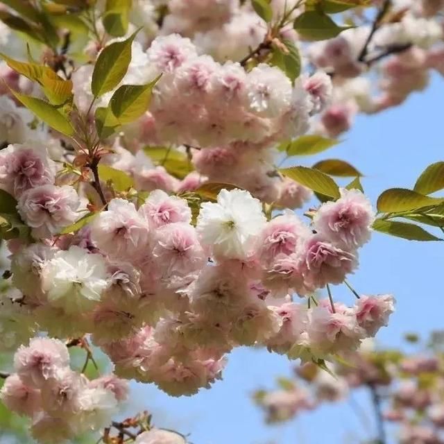  「上海植物园」碎花裙上的“花花世界”，到底有哪些花？