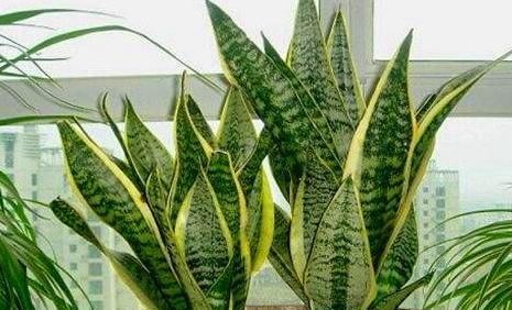  「花钱买」养这“3种花”，不用花钱买，只需摘一根枝，想养多少就养多少！