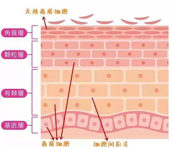 皮肤生理学皮脂膜图片