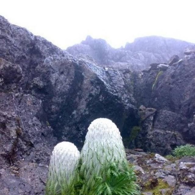 它长在高山石滩，与雪莲相似，人称“雪兔子”，被挖到濒临灭绝