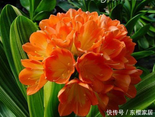  『代表』人养花，花也养人，1种花代表1种寓意，你在养哪种？