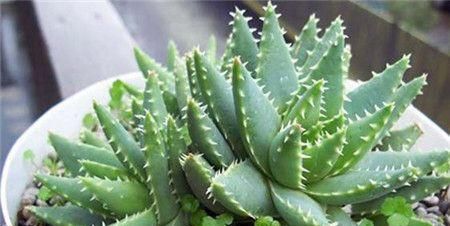  「懒人」懒人就种这5种植物，一月不浇水照样长，一棵变多棵，一年长爆盆