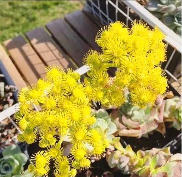 【白花韧锦】有8种多肉“开花不用剪”,只要肥水跟上来,一绽放比啥花都美