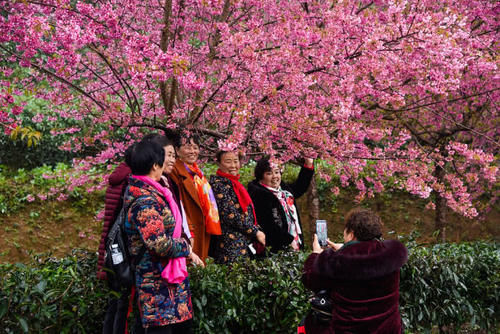 冬天赏樱花？没错，贵州的5000多株冬樱花盛开了！