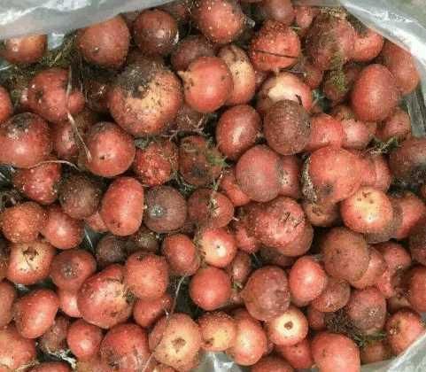  城里人■这种长在地里的水果，农村人舍不得吃,全卖给城里人！