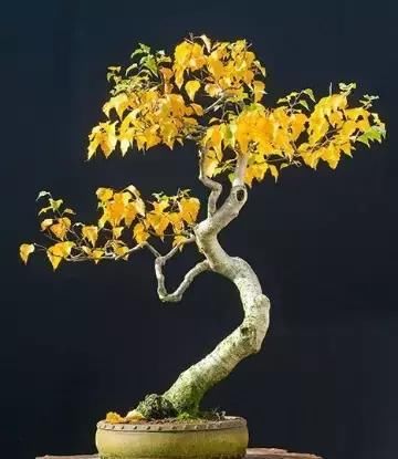 盆景展 ,美美美 !