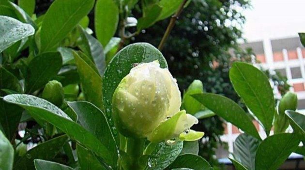  「栀子花」栀子花种植“四注意”，做好方能枝叶“旺盛”！