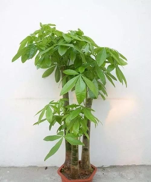  【正确】教你正确给植物浇水，植物浇水是关键，学会这些就好了