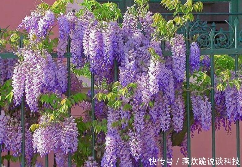  「春天」春天就养5种花，好养又漂亮，花团锦簇，人见人爱！