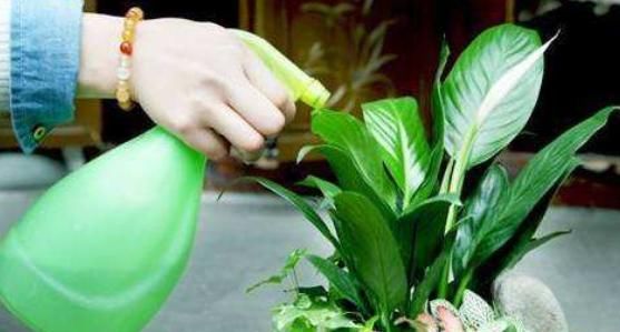  「须选择合适」想要花长得好,就得学会如何给花浇水,养花达人告诉你4个浇水妙招