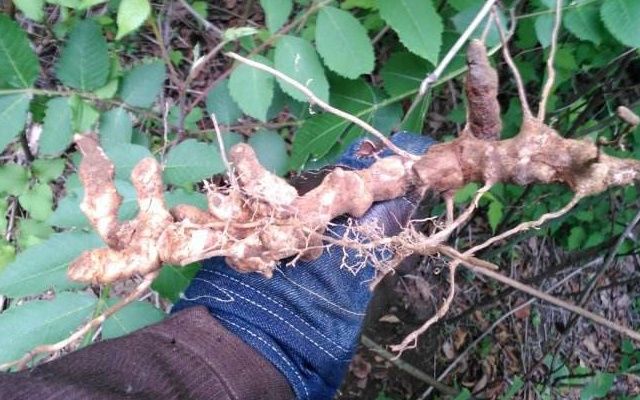别看它果子，根茎才是重点，目前价值极高，见到别错过