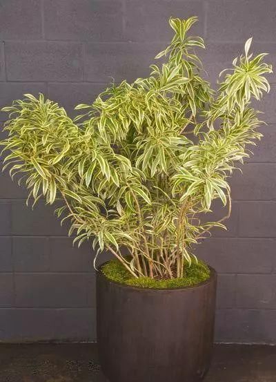 羽叶福禄桐|养在客厅里特别霸气的几种大型植物,有的还能养成盆景