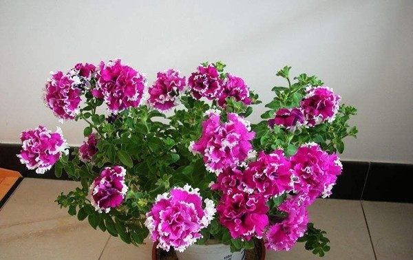  重瓣牵牛花：此花，一般用作盆栽观赏，也可用作切花。