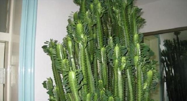  [长爆]这3种“耐旱”植物，适合“懒人”养，30天不浇水，也能长爆盆！