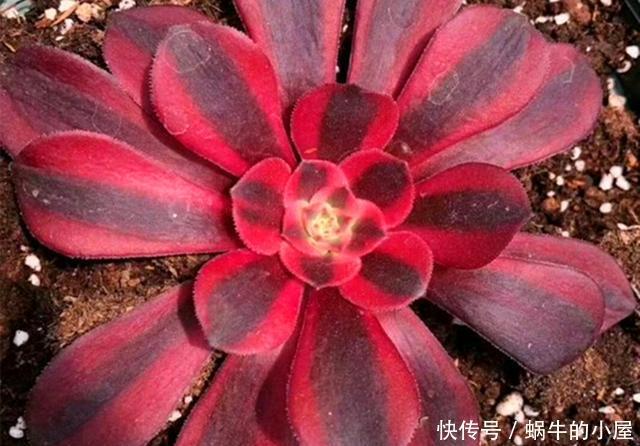  入手|新入手的多肉法师如何配土？不同状态的法师，要用不同方法