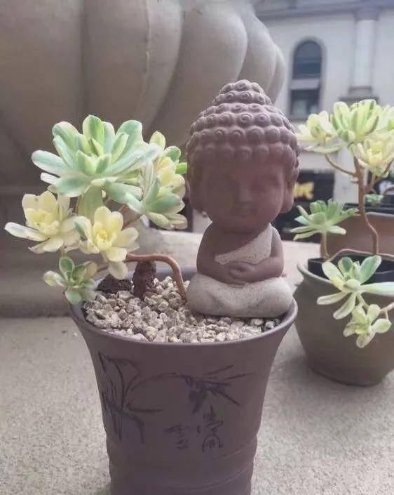  「属多肉植物」推荐八种高颜值多肉，好看又好养