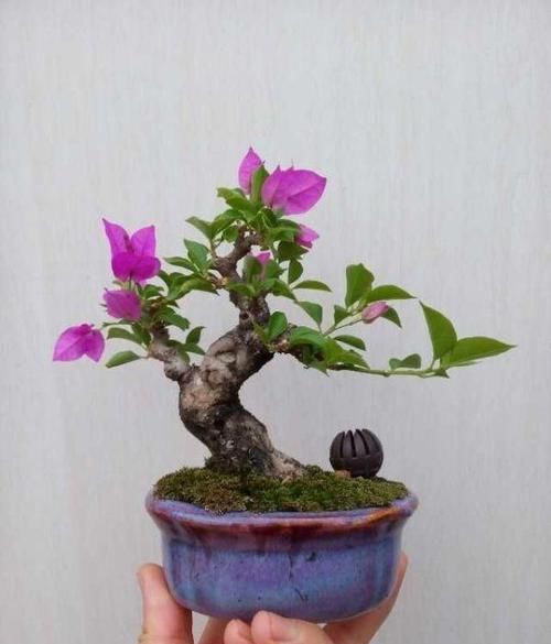  『养花』室内养花，养几种花比较好？