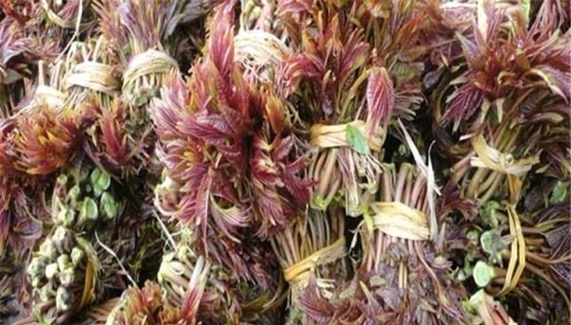  香椿树：农村这树价值很高，农民却每年下狠手，砍到剩光秃树干