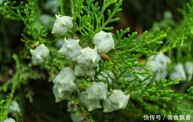 野外常见的柏树果，过去农民不重视，如今用途不容小觑