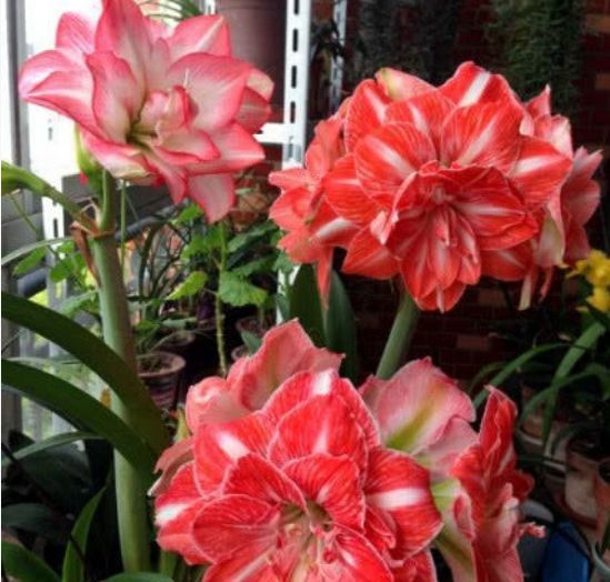  『娇艳』最受欢迎的“4种花”，花朵娇艳、花期长，开花耀眼，人见人爱！