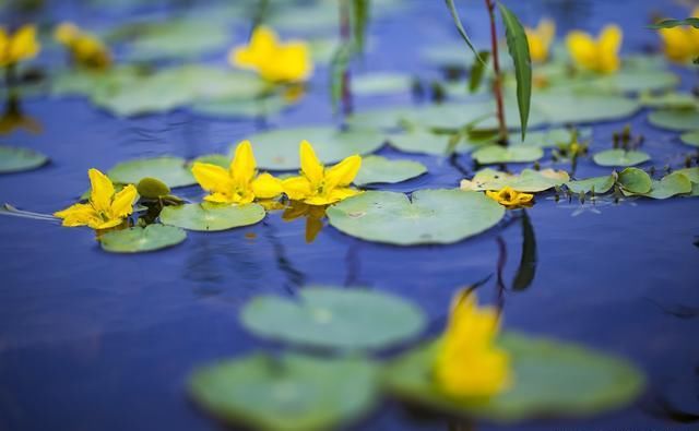 大兴安岭面积最大的湿地公园，长满荇菜，再现《诗经》诗意画面