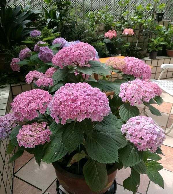  【盆栽】此款世界名花，花型硕大美丽，花期超级长，养护简单，是盆栽佳品