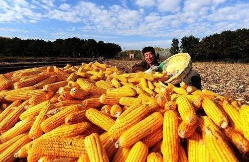  【进口大量粮】为何印度在出口粮食，中国却满世界卖大米？专家
