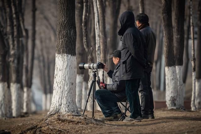 数九寒天，在东北能拍此水鸟，实在是幸事一件……