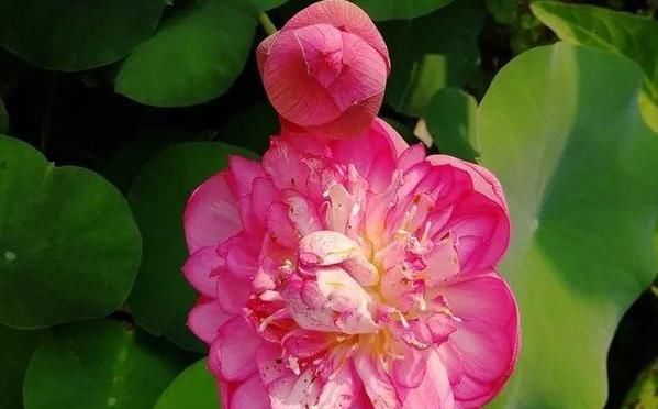 「回家」“高颜值”的3种花,回家“养2盆”,有阳光就开花